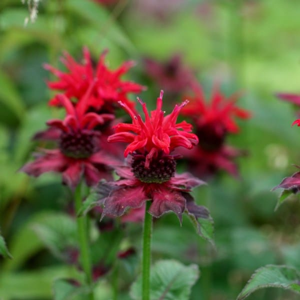 Monarda Fireball (PBR)