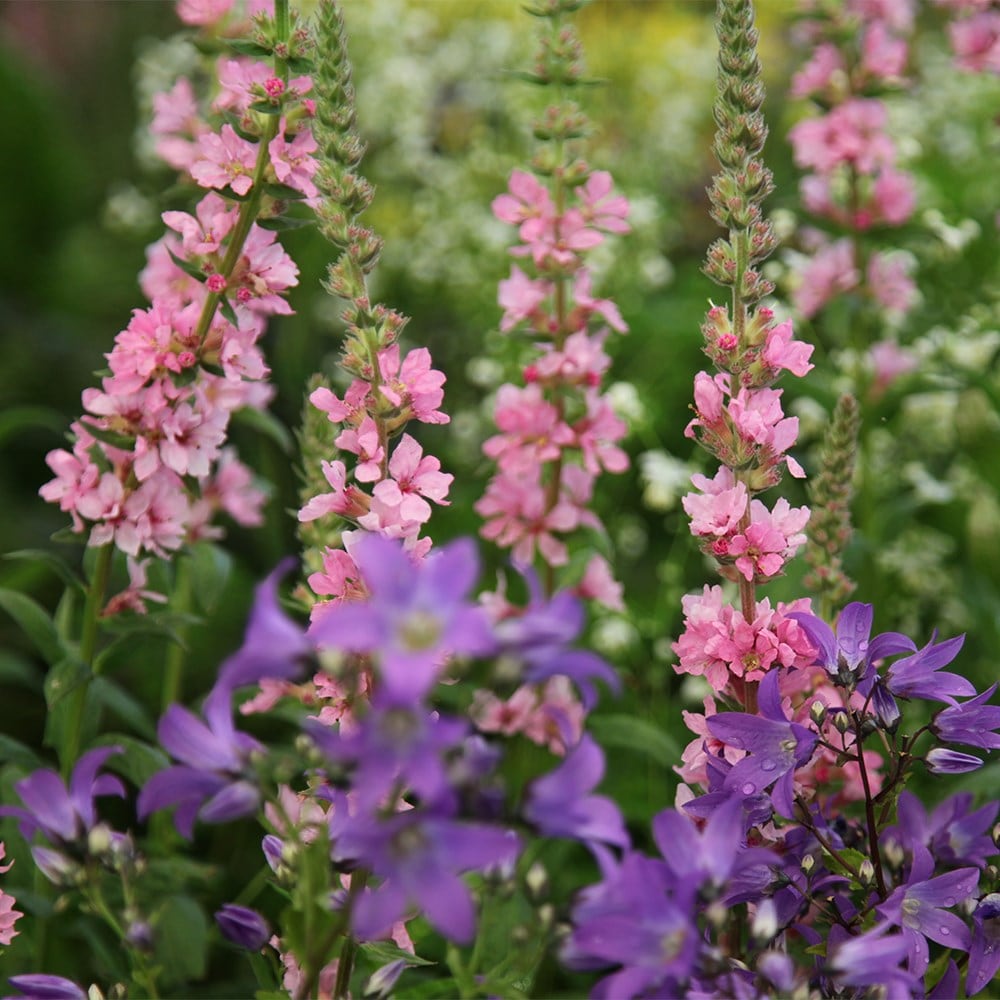 <i>Lythrum salicaria</i> 'Blush'
