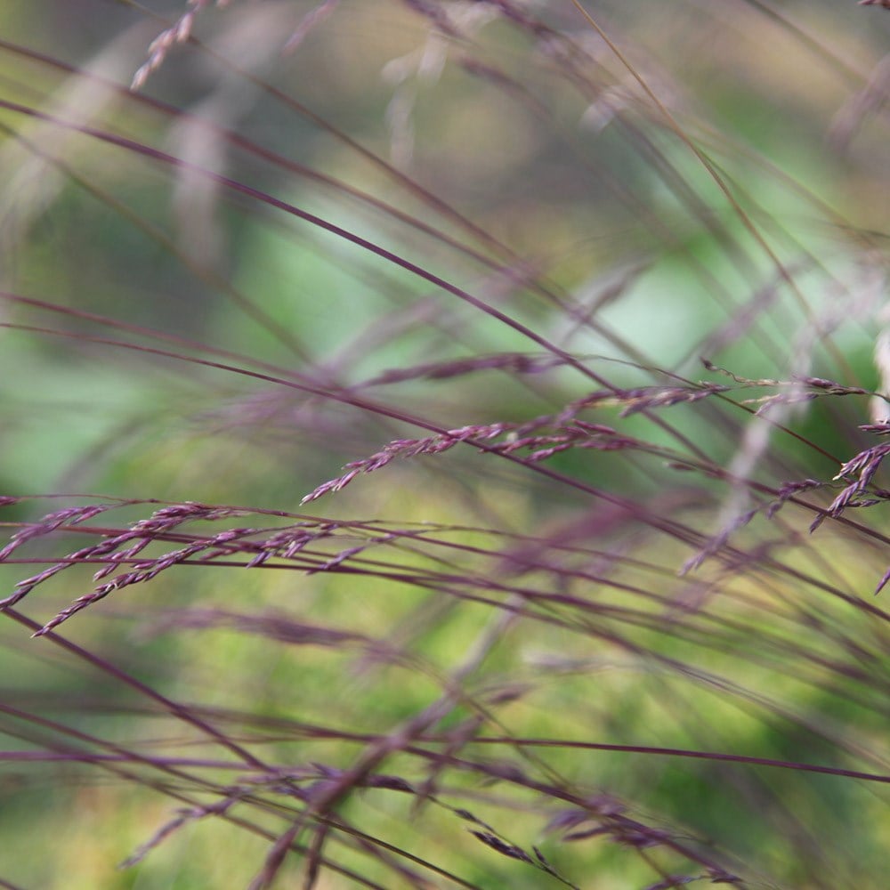 Product options image