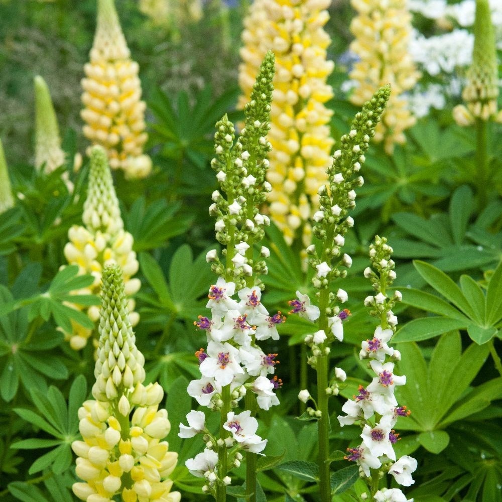 <I>Lupinus</i> 'Chandelier' (Band of Nobles Series)