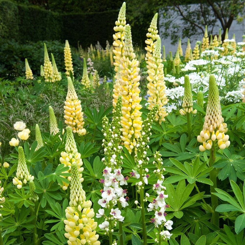 <I>Lupinus</i> 'Chandelier' (Band of Nobles Series)