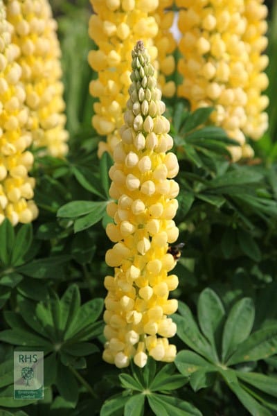 Lupinus Chandelier (Band of Nobles Series)