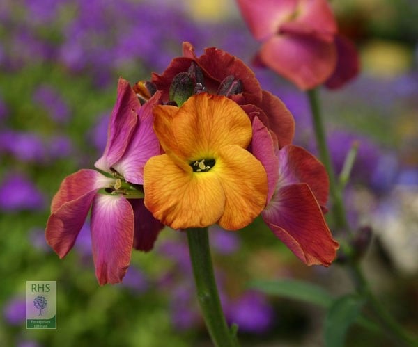 Erysimum Winter Sorbet