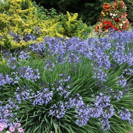 Picture of Agapanthus Castle of Mey