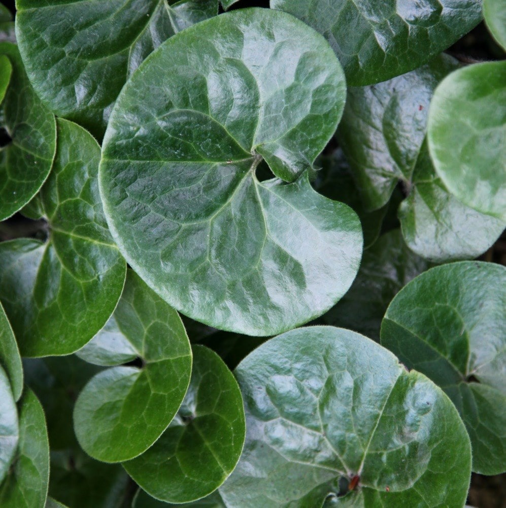 Product options image