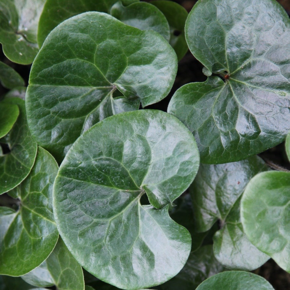<i>Asarum europaeum</i> 