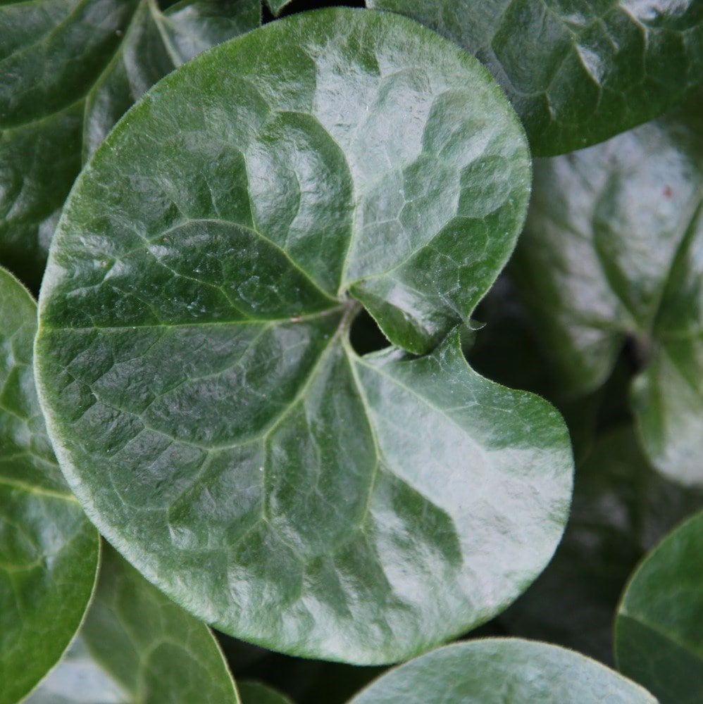 <i>Asarum europaeum</i> 