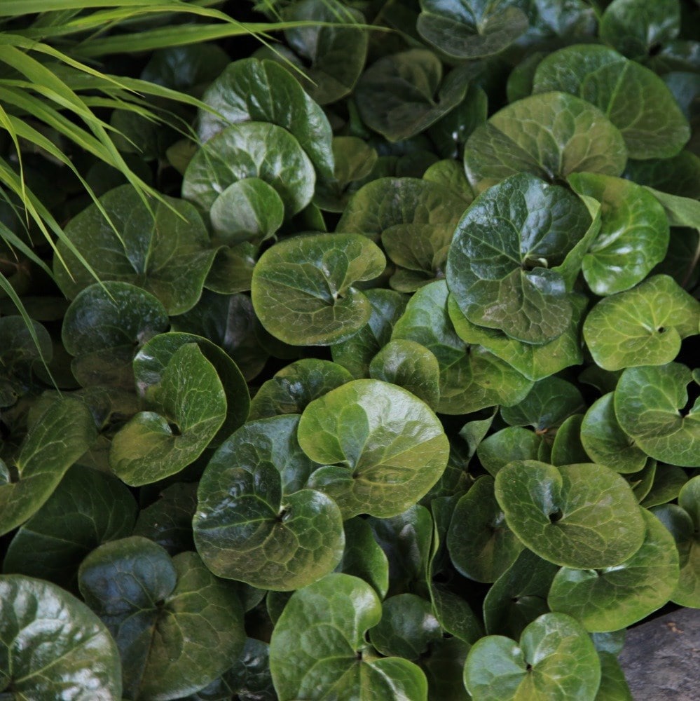 <i>Asarum europaeum</i> 
