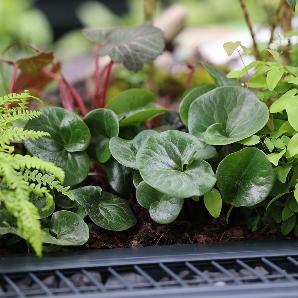 <i>Asarum europaeum</i> 