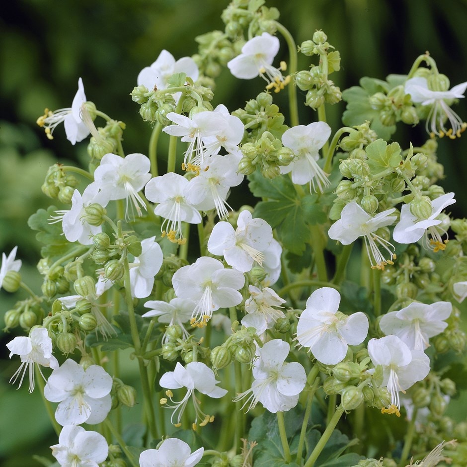 <i>Geranium macrorrhizum</i> 'White-Ness'