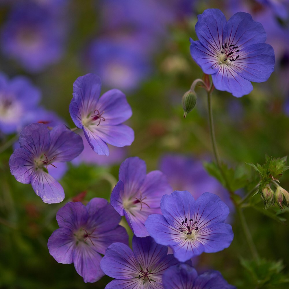 Buy RHS Chelsea Flower Show Plant of the Centenary Geranium Rozanne \u002639;Gerwat\u002639; PBR: \u00a312.99 