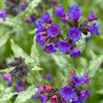 Pulmonaria Diana Clare