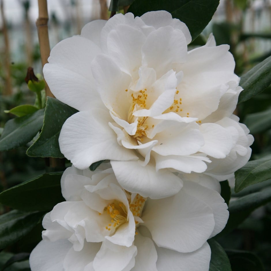 <i>Camellia japonica</i> 'Silver Anniversary'
