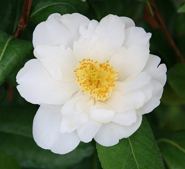 <i>Camellia japonica</i> 'Silver Anniversary'