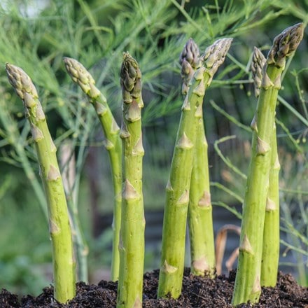 Picture of asparagus Guelph Millennium
