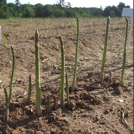 asparagus Vittorio