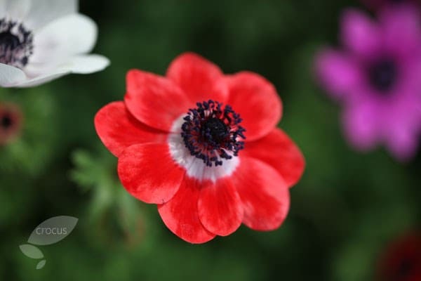 Buy garden anemone bulbs Anemone coronaria '(De Caen Group) Hollandia':  Delivery by Waitrose Garden