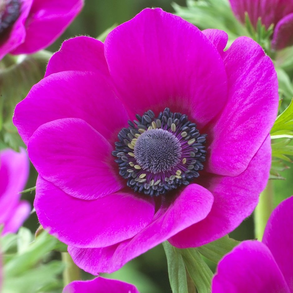 <i>Anemone coronaria</I> 'Sylphide' (Mona Lisa Series)