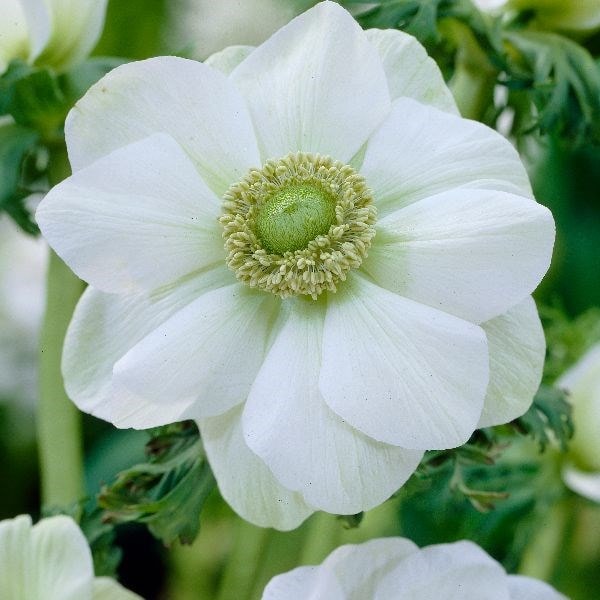 Buy garden anemone bulbs (syn. Anemone The Bride) Anemone coronaria (De Caen  Group) Die Braut: £ Delivery by Crocus