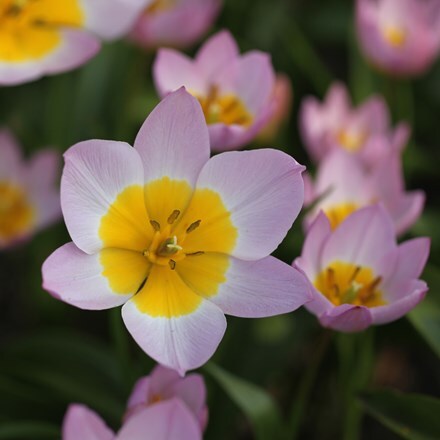 Picture of Tulipa saxatilis (Bakeri Group) Lilac Wonder