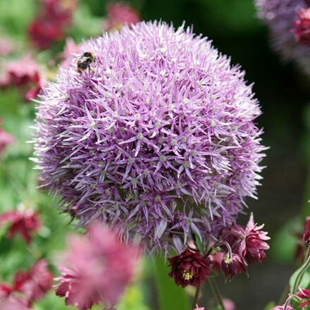 Picture of Allium Round n Purple