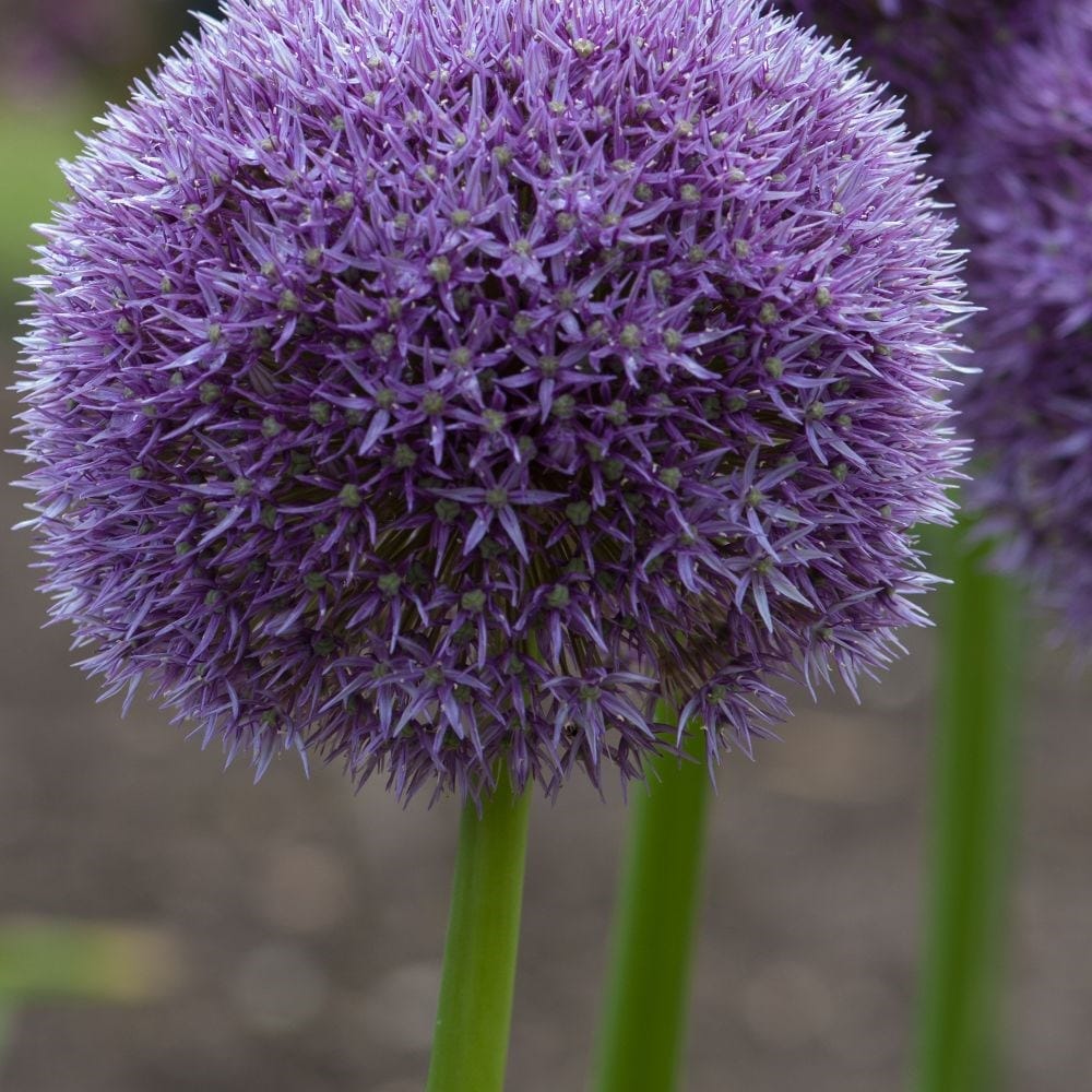 Allium Round 'n' Purple