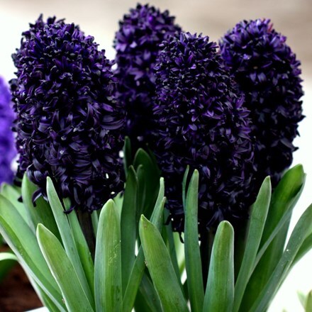 Picture of Hyacinthus orientalis Dark Dimension