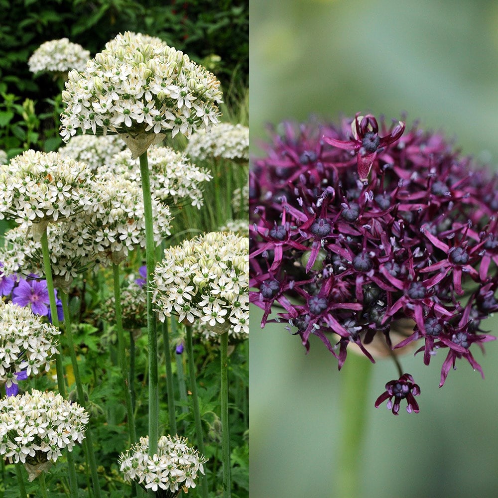 Product options image