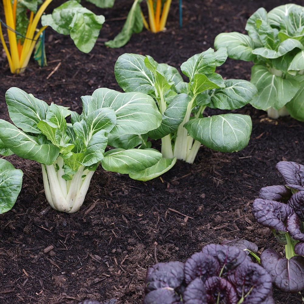 pak choi 'Joi Choi' F1