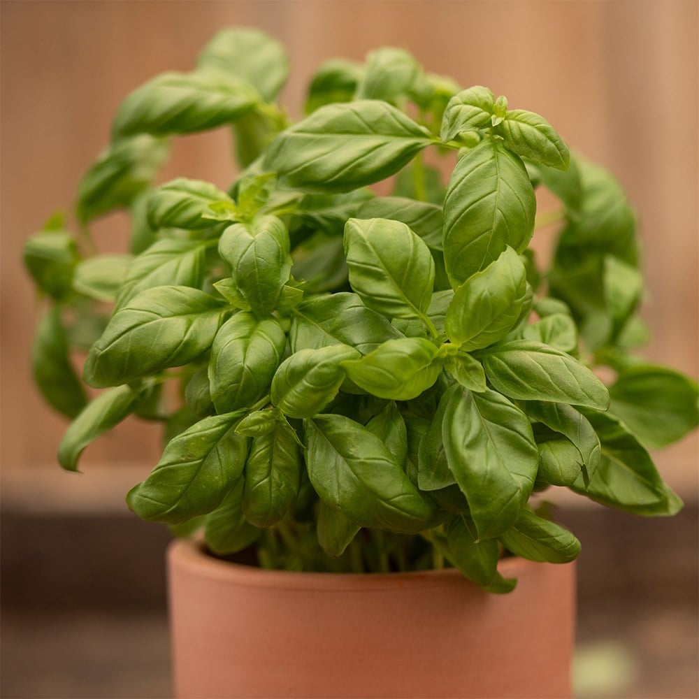 Buy basil Sweet or Ocimum basilicum Presto Genovese Ocimum