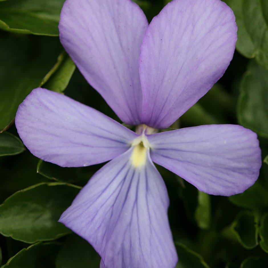 violet ( syn. Viola Boughton Blue )