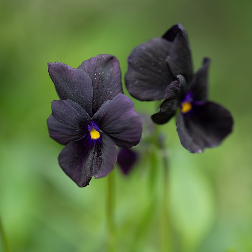 violet
