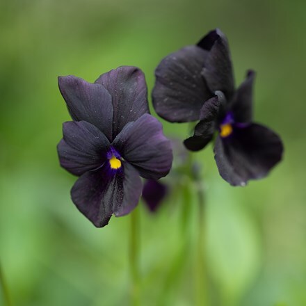 Viola Molly Sanderson