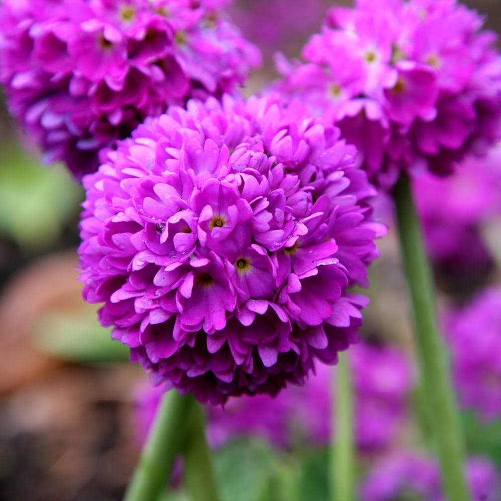 Product options image