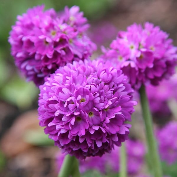 Primula denticulata