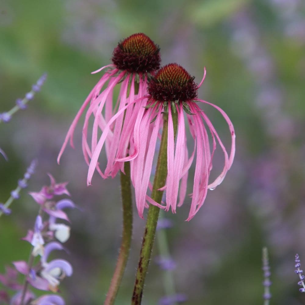 Image of Echinacea vinca companion plant