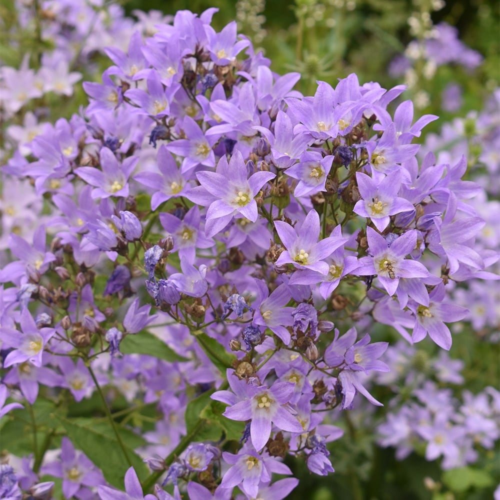 <i>Campanula lactiflora</i> 'Prichard's Variety'