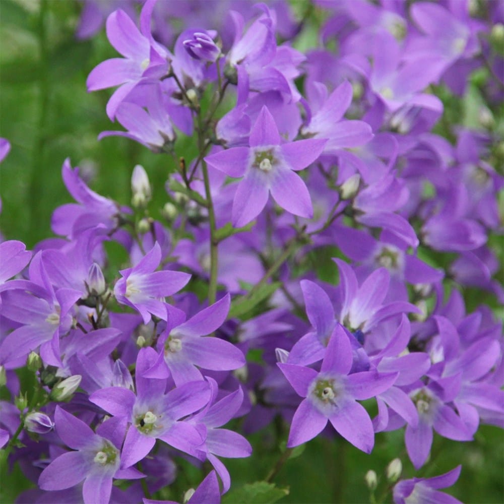 <i>Campanula lactiflora</i> 'Prichard's Variety'