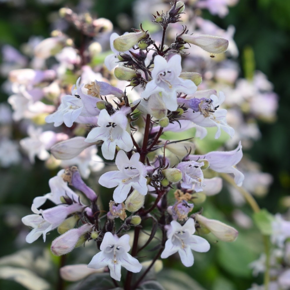 Product options image