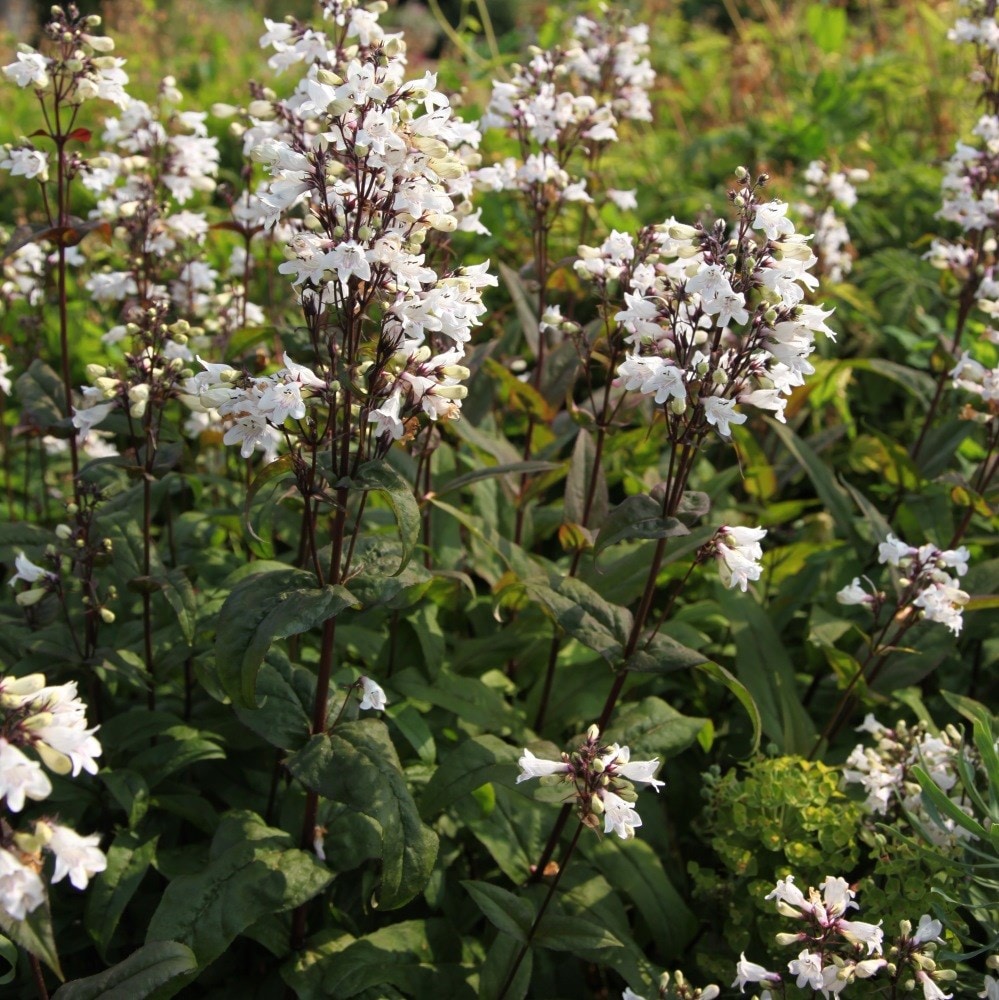 <i>Penstemon digitalis</i> 'Husker Red'