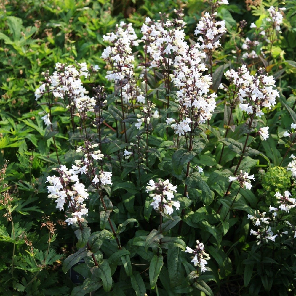 <i>Penstemon digitalis</i> 'Husker Red'