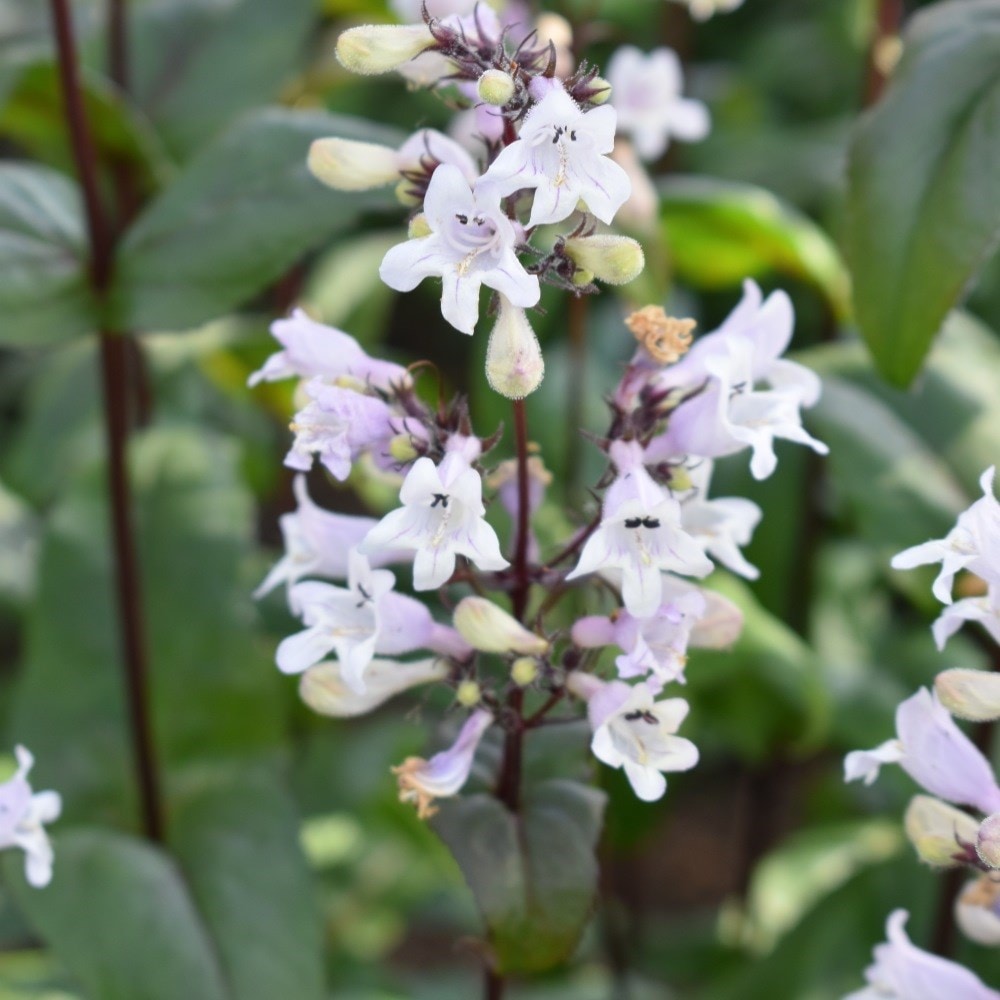 <i>Penstemon digitalis</i> 'Husker Red'
