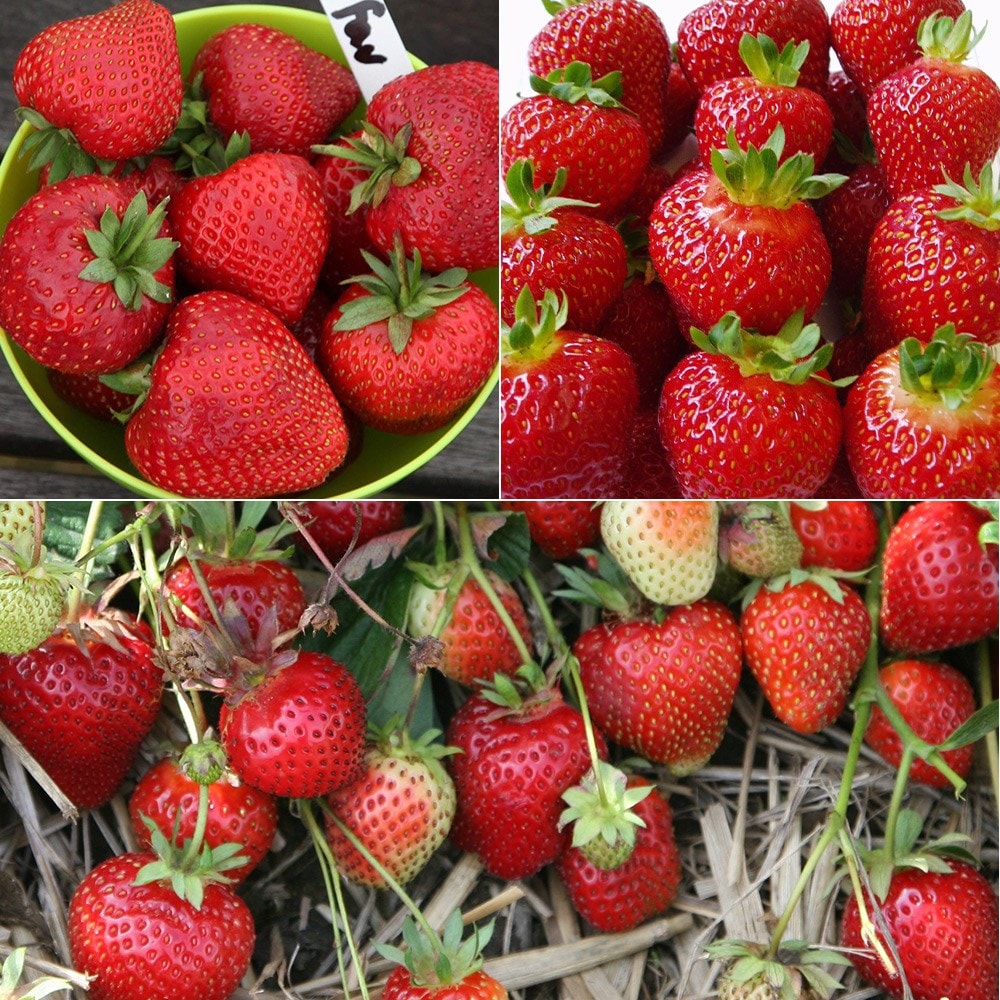 Product options image