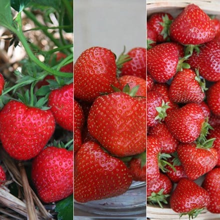 Summer and autumn fruiting strawberry collection