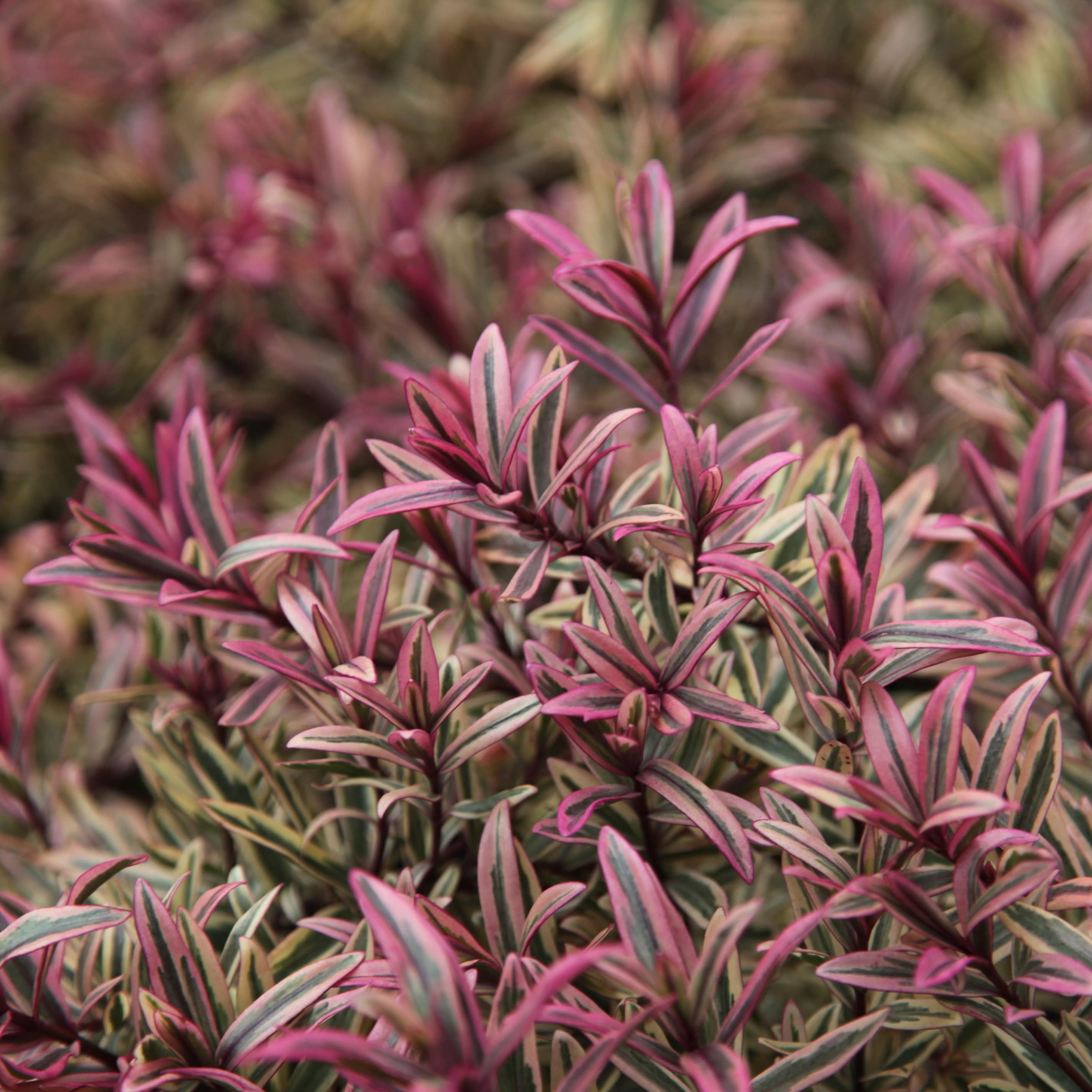 Product options image