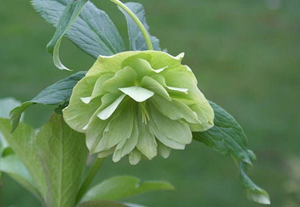 Helleborus × hybridus Harvington double lime-green