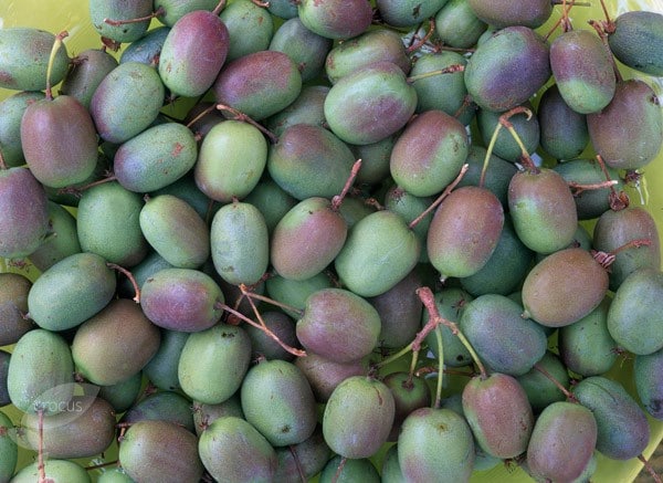 kiwi fruit Issai 2000016554