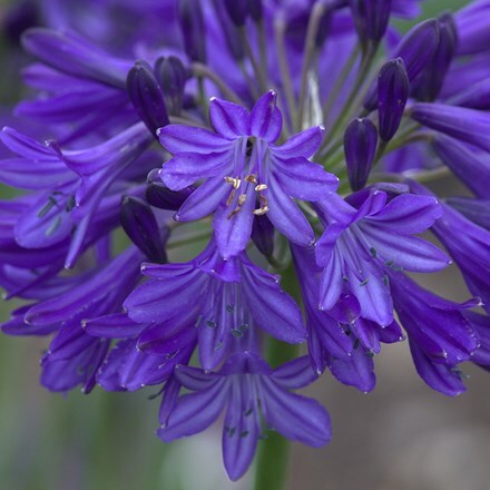 Picture of Agapanthus Northern Star (PBR)