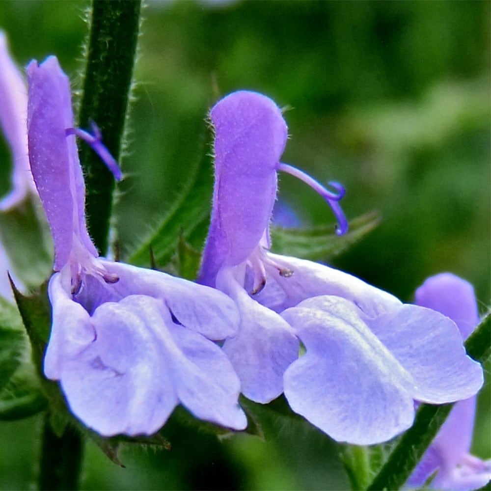 Product options image