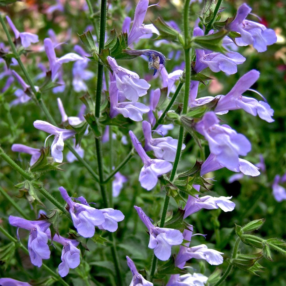 <i>Salvia uliginosa</i> 'African Skies'